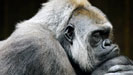 Gorilla Hosting Company
